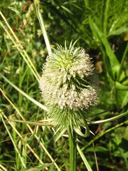 Dipsacus sativus