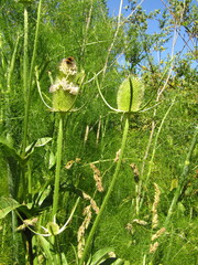 Dipsacus sativus