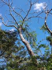 Cedrela salvadorensis