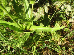 Dipsacus sativus