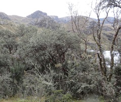 Polylepis