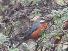 Conirostrum binghami