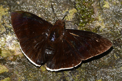 Aethilla eleusinia