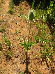 Dipsacus sativus