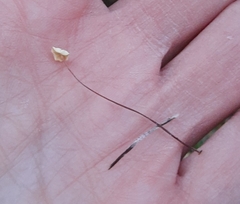 Marasmius epiphyllus