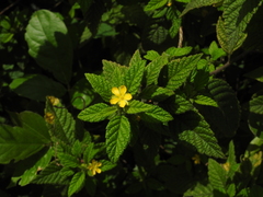Turnera odorata
