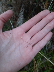 Marasmius epiphyllus