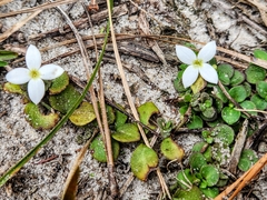 Houstonia procumbens
