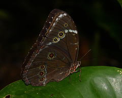 Morpho helenor