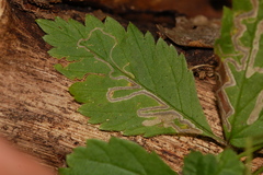 Stigmella villosella