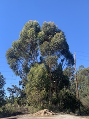 Eucalyptus cladocalyx