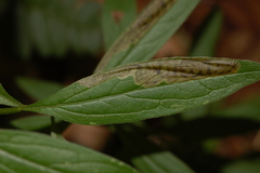 Nemorimyza posticata