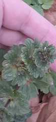 Lamium amplexicaule