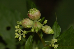 Schizomyia eupatoriflorae