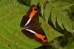 Adelpha sichaeus