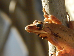 Polypedates leucomystax