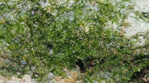 Rhynchostegiella teneriffae observed 2022-12-12