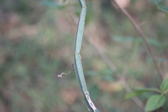 Cissus quadrangularis