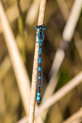 Coenagrion