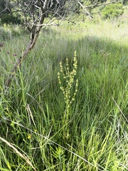 Rumex lanceolatus