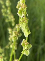 Rumex lanceolatus