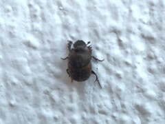 Onthophagus opacicollis
