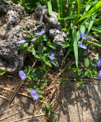 Commelina auriculata