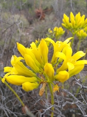 Tylecodon cacalioides
