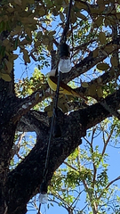 Pitangus sulphuratus