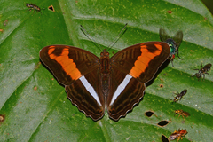 Adelpha sichaeus