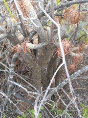 Tylecodon cacalioides