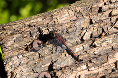 Leucorrhinia rubicunda