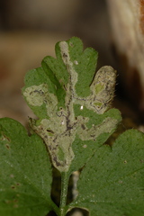 Liriomyza brassicae