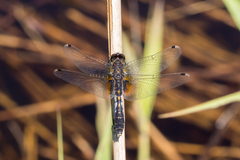 Leucorrhinia caudalis
