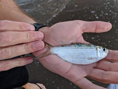 Herklotsichthys castelnaui