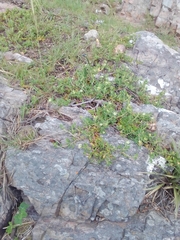 Croton