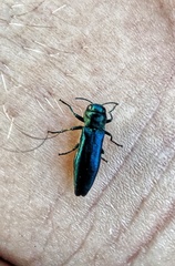 Agrilus cyanescens
