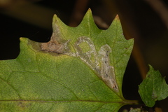 Liriomyza brassicae