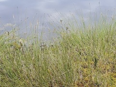 Carex lasiocarpa