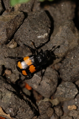 Nicrophorus defodiens