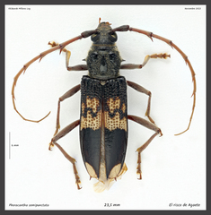 Phoracantha semipunctata