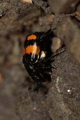 Nicrophorus defodiens
