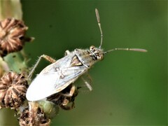 Liorhyssus