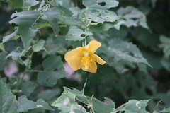 Abutilon fruticosum