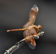 Neurothemis stigmatizans