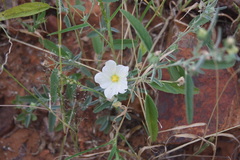 Monsonia