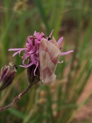 Schinia regina