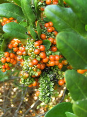 Ercilla spicata