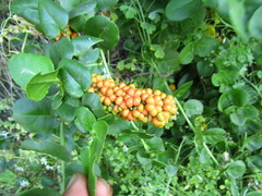 Ercilla spicata