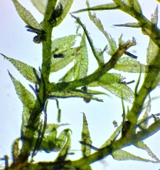 Rhynchostegiella teneriffae